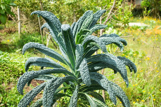 Tuscan black Kale - Organic cultivation