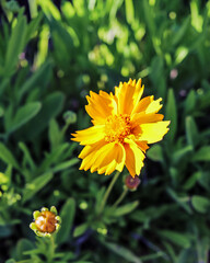 Yellow daisy in the summer sun