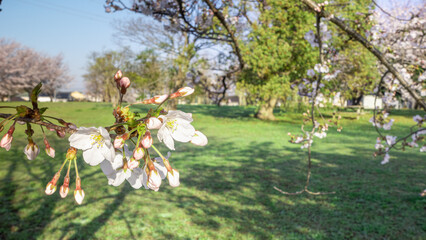 雫のついた朝の桜。日本の公園の風景