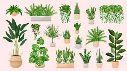 Fototapeta na wymiar Set of houseplants in a pots for home, office, premises decor. Colorful vector collection of illustrations isolated on pink background. Trendy home decor with plants, urban jungle. 