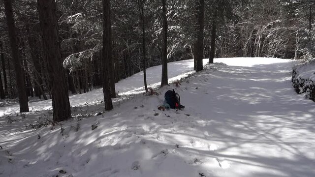 winter walk in Sicily through pine forest on snow covered path of Etna Park  (panning) 
