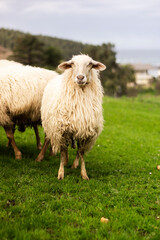 Sheep watching the landscape and enjoying the nature on a green meadow
