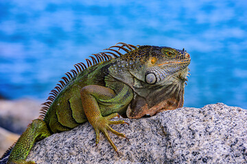 Green iguana Iguana iguana , also known as the American iguana.