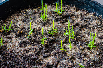 Young dragon fruit plants close-up 