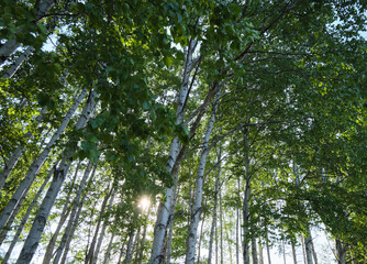 Fototapeta premium 羊ヶ丘展望台の白樺（Birch at Hitsujigaoka Observatory Hill）