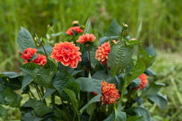 Orange Dahlia Flower in Garden