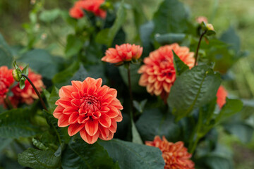 Orange Dahlia Flower in Garden