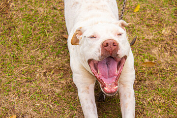 cacnhorro branco de raça Pit Bull
