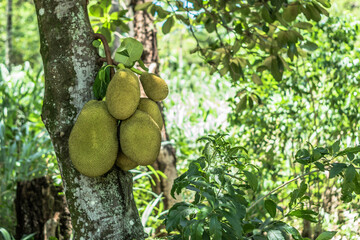 Jackfruit Tree