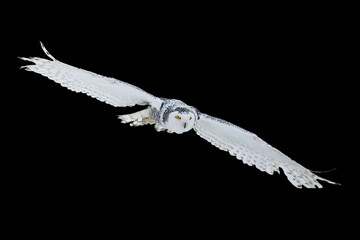Owl in flight isolated on black background. Snowy owl, Bubo scandiacus, flies with spread wings. Hunting arctic owl. Beautiful white polar bird with yellow eyes. Winter in wild nature habitat.