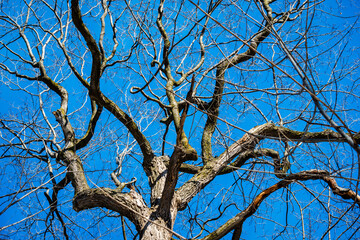 Different shapes of trees in the sky background 