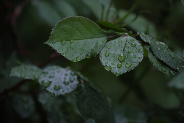 雨に濡れて水滴が付いた葉(Leaves wet with rain and with water droplets)