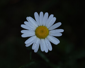 デイジー（Daisy）
