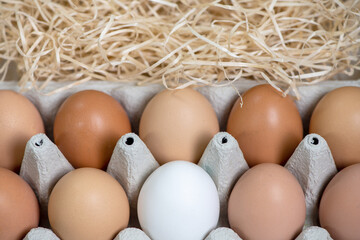 eggs in a tray, all yellow and one white