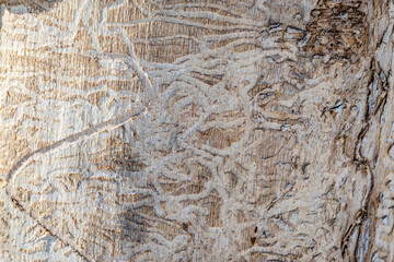 Ash trees have become Montreal’s 15-million-dollar-problem. The city has spent nearly that much in the last eight years fighting the infamous emerald ash borer, a beetle that kills ash trees.