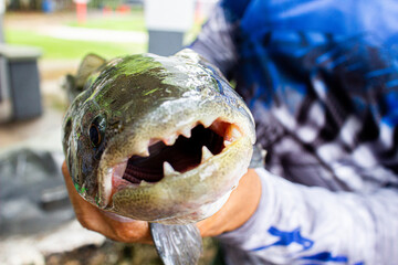 Peixe com dentes afiados