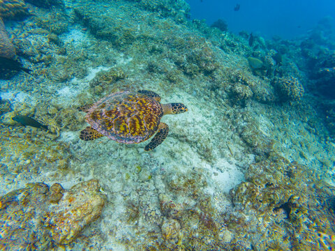 Underwater image of a turtle on a coral reef near Olhuveli island in Maldives