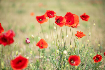a large glade of red poppies in sunny weather with mountains in the background