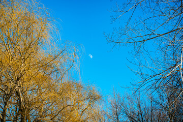 Different shapes of trees in the sky background 