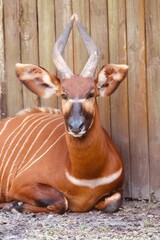  Image of a beautiful antelope © Christie Pictures