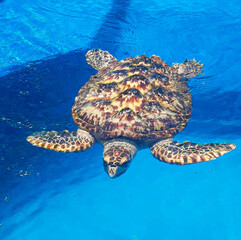 tartarugas marinhas em piscina artificial