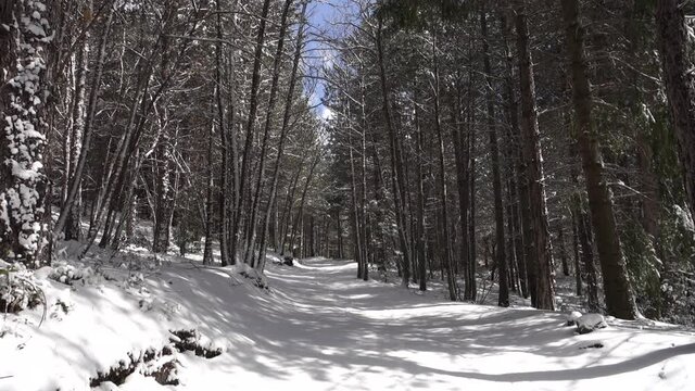 winter walk in Sicily through pine forest on snow covered path of Etna Park  (panning) 
