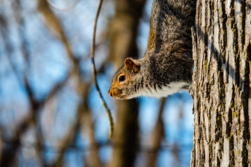 Squirrel in the city park