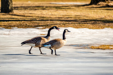 Springtime, geese looking for the food and trying to find a partner 