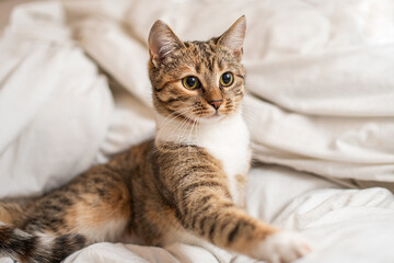 Fototapeta na wymiar Portrait of a shorthair kitten on a white blanket. The kitten is watching something outside the frame.