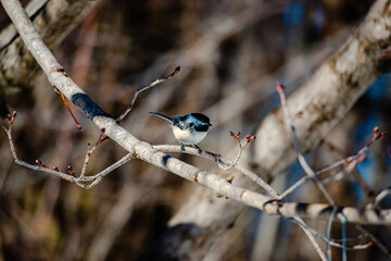 Willow tit in the city park 