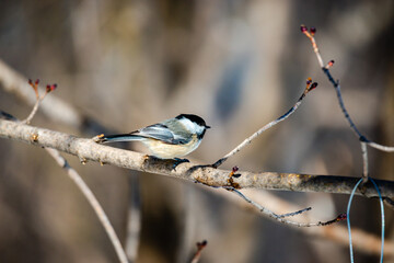 Willow tit in the city park 