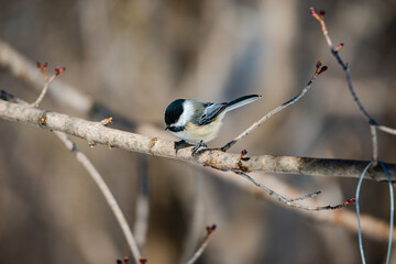 Willow tit in the city park 