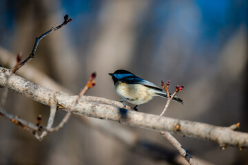 Willow tit in the city park 
