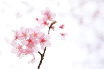 日本の桜の花