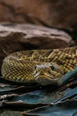 Rattle Snake on the Hunt