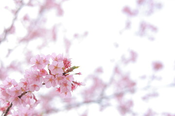 日本の桜の花