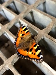 Butterfly On Grid