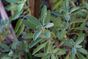 Organic salvia officinalis grown in the backyard.
