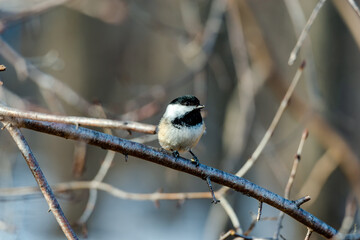Obraz premium Willow tit in the city park 