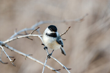 Willow tit in the city park 