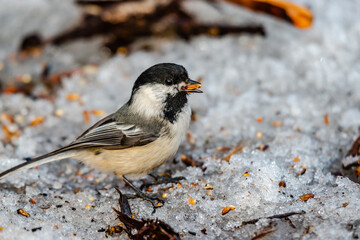 Willow tit in the city park 
