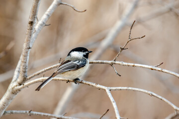 Willow tit in the city park 