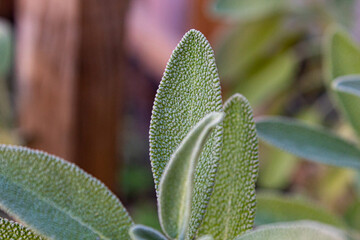Salvia officinalis NO JARDIM DA CASA.