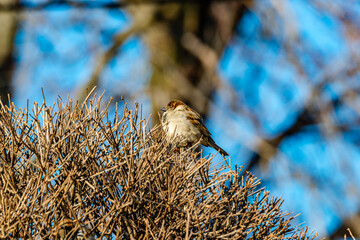Sparrows in the winter by the riverside 