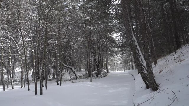 winter walk in Sicily through pine forest on snow covered path of Etna Park  (panning) 