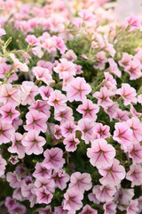 Fototapeta na wymiar Pink petunia flower blossom in spring season, Decoration flower in a garden, nature background