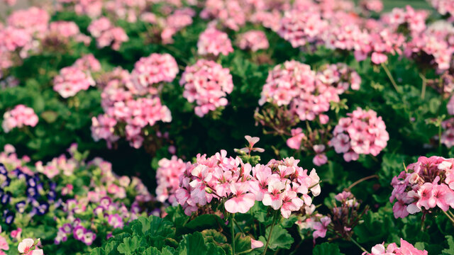 Pink geranium flower blossom in a garden, Spring season, nature background © nungning20