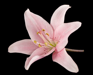 Fototapeta na wymiar Pink lily flower, isolated on black background