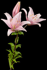 Pink lily flower, isolated on black background
