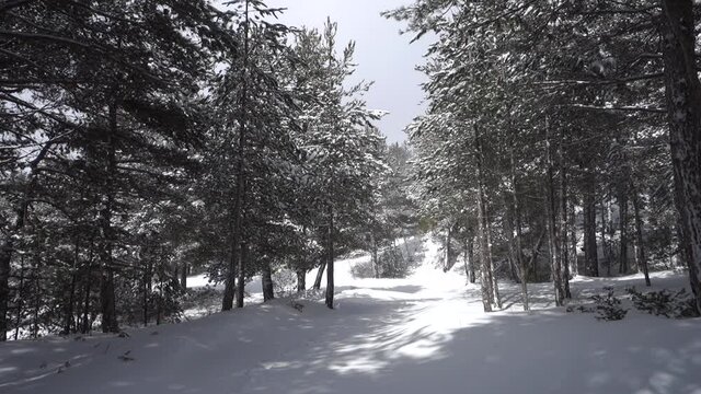 winter walk in Sicily through pine forest on snow covered path of Etna Park  (panning) 
